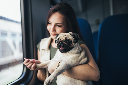 amtrak policy pets