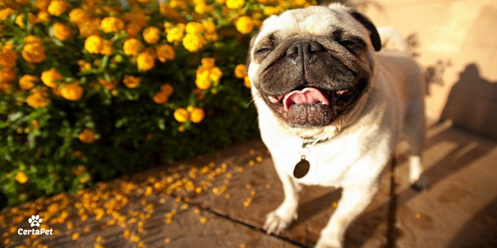 emotional support law fair housing act happy pug