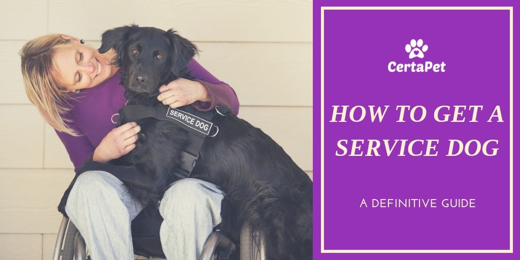 how to get a service dog