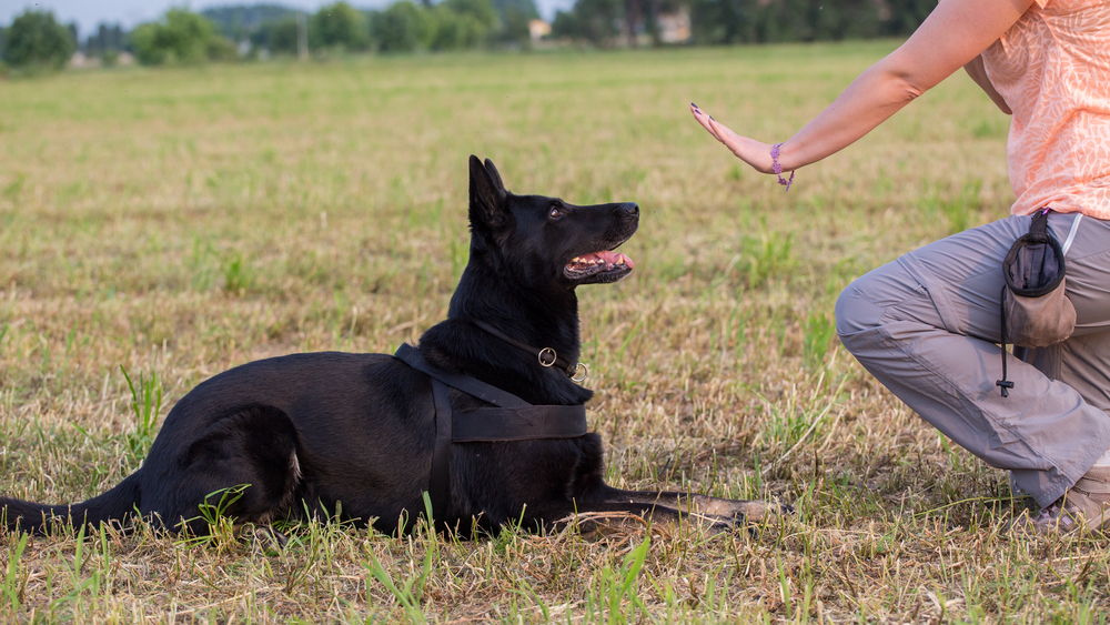 how to train a psychiatric service dog