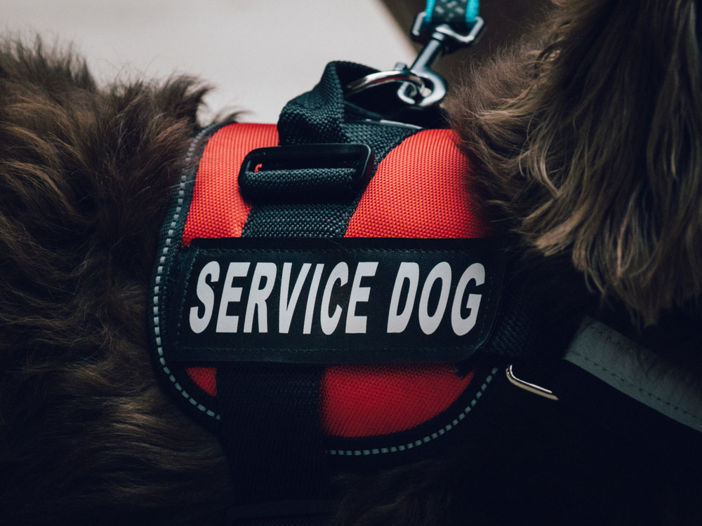 service dog training Orlando