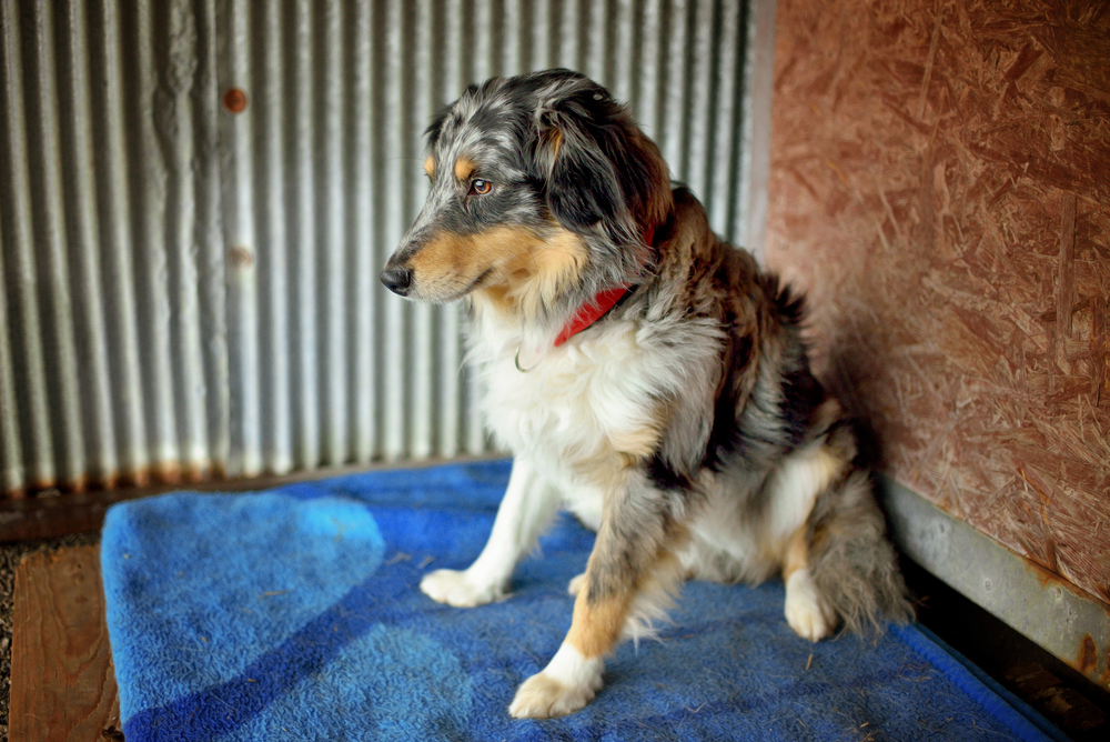 australian shepherd service dog adoption