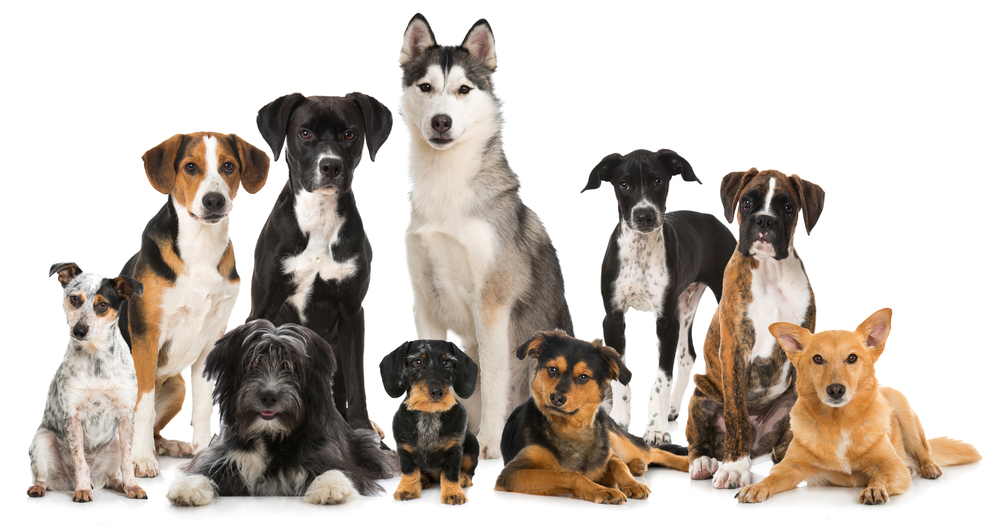 OCD service dog breeds