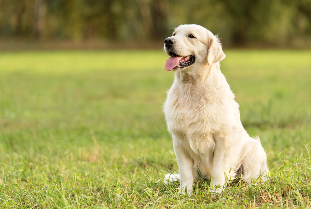 golden retriever service dog breeds