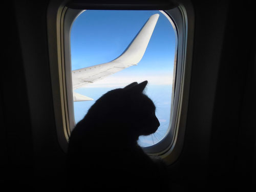 united airlines animal policy